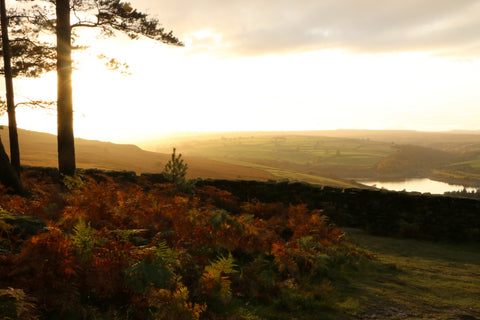 Little Hotdog Watson talk about amazing woodland family escape to Yorkshire in beautiful Lodges