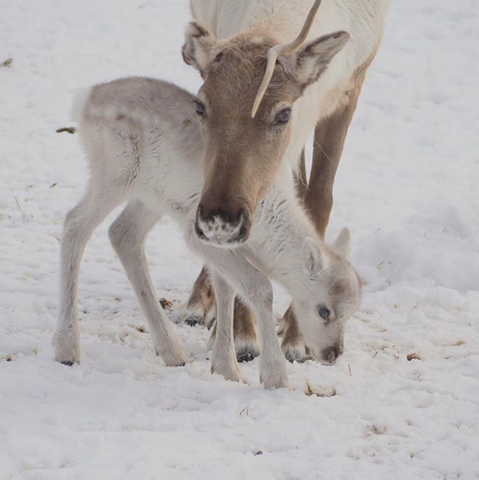 Baby Reindeers in Finland 