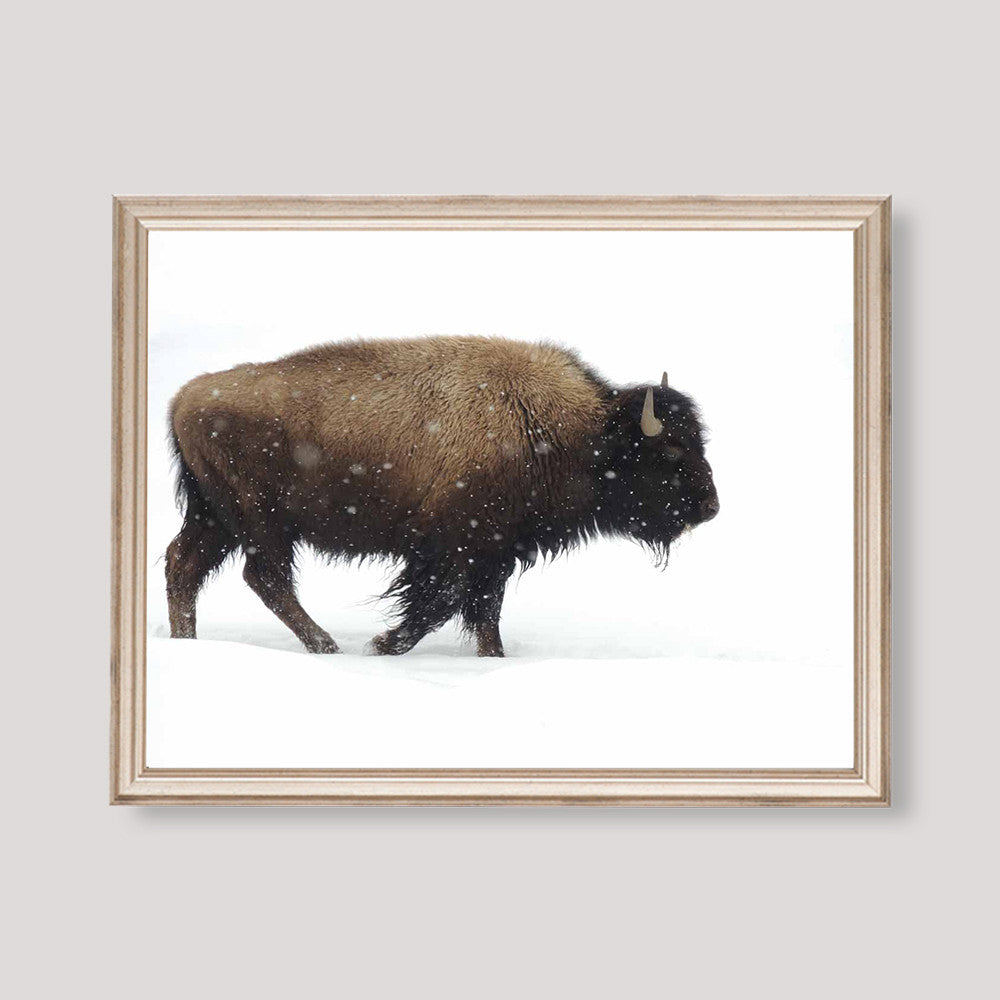 Yellowstone Bison, Art Print, Canvas Matte Print | anewall