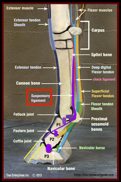 The internal skeletal structures of the lower limb of a horse