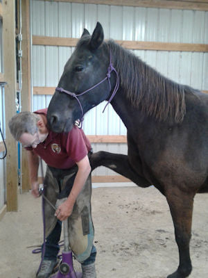 A farrier rasping a horse's hoof wall in a barefoot trim