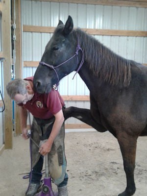 Un maréchal-ferrant râpant la paroi du sabot d'un cheval dans une garniture pieds nus