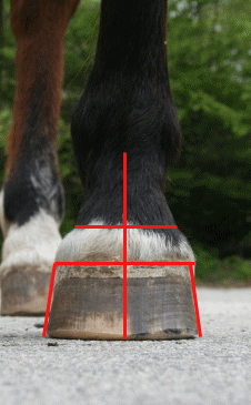 A balanced barefoot trim on a horse's hoof