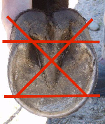 A balanced barefoot trim on a horse's hoof