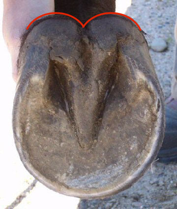 A balanced barefoot trim on a horse's hoof