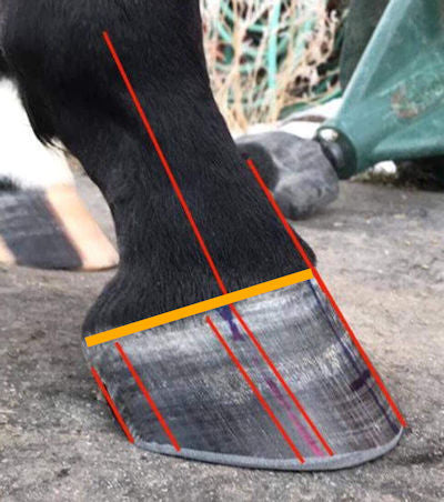 Une garniture équilibrée pieds nus sur le sabot d'un cheval