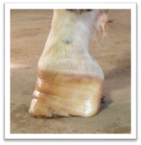 Hoof Conformation Vs Horse Conformation Scoot Boots Us Retail