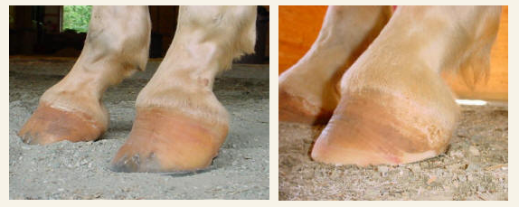 Hoof Conformation Vs Horse Conformation Scoot Boots Us Retail