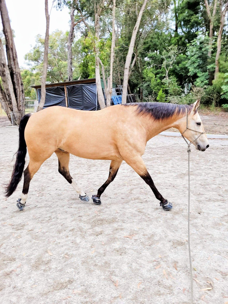 Vous aidez régulièrement les chevaux à passer du ferré aux pieds nus. Pourriez-vous s'il vous plaît nous parler de certaines des transitions pieds nus que vous avez vécues ? (H2) Oui, je le fais, et je dirai que c'est l'une de mes activités préférées ! Cela peut être difficile, mais avec un propriétaire dévoué, prêt à résoudre certains des problèmes auxquels nous pourrions être confrontés, qui est proactif et impliqué à chaque étape du processus, ces transitions sont extrêmement enrichissantes.