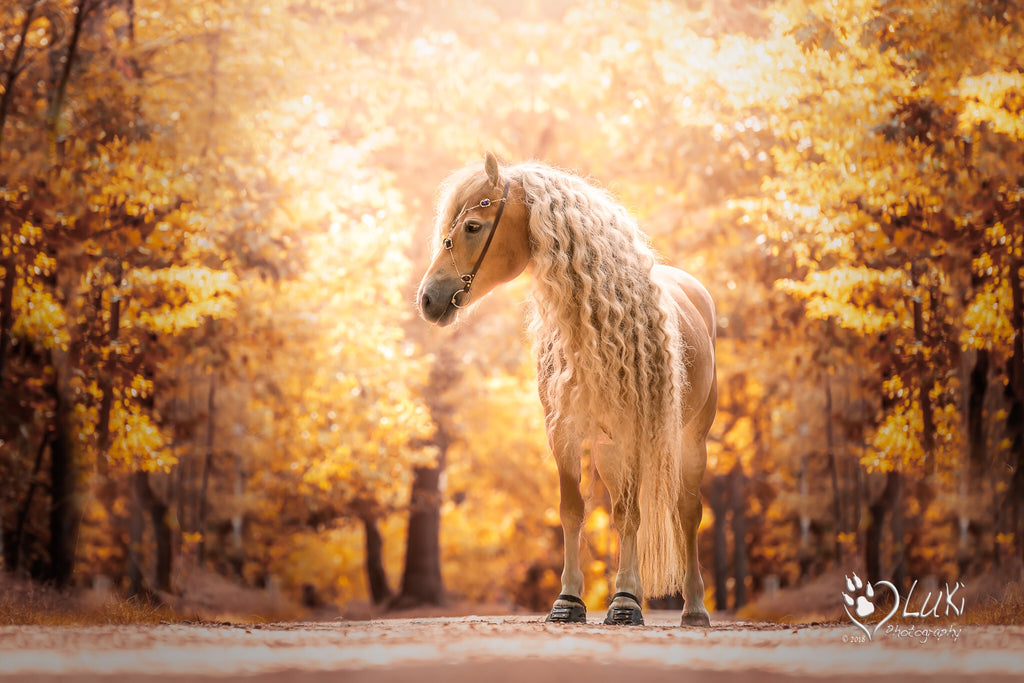 A beautiful cream coloured horse wearing black Scoot Boots in a autumn coloured forest