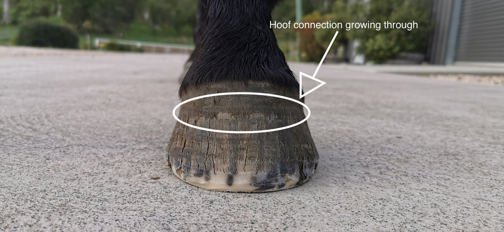 Le sabot d'un cheval noir debout sur le trottoir après avoir reçu une coupe pieds nus