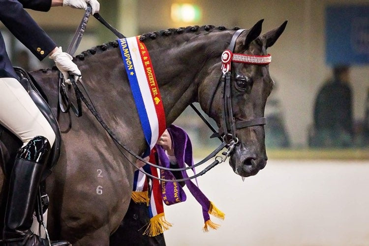 A black horse winning red, white, blue and purple show ribbons in a horse riding competition