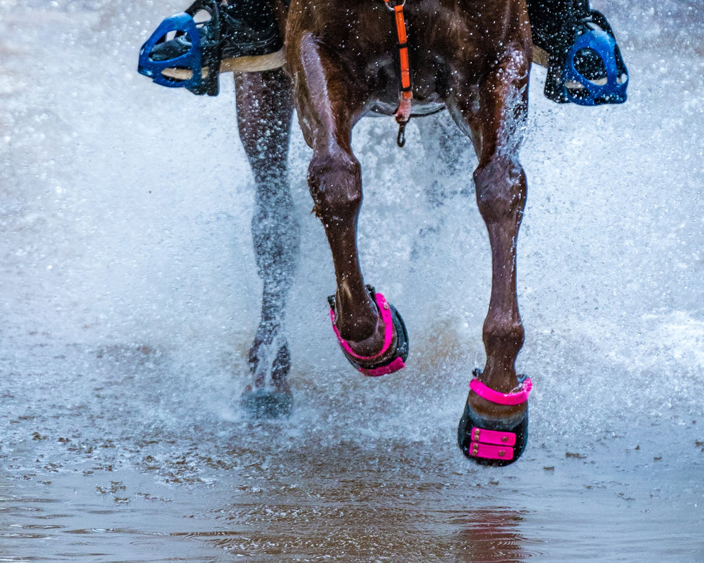 Un cheval brun dans une course d'endurance portant des Scoot Boots roses galopant dans l'eau