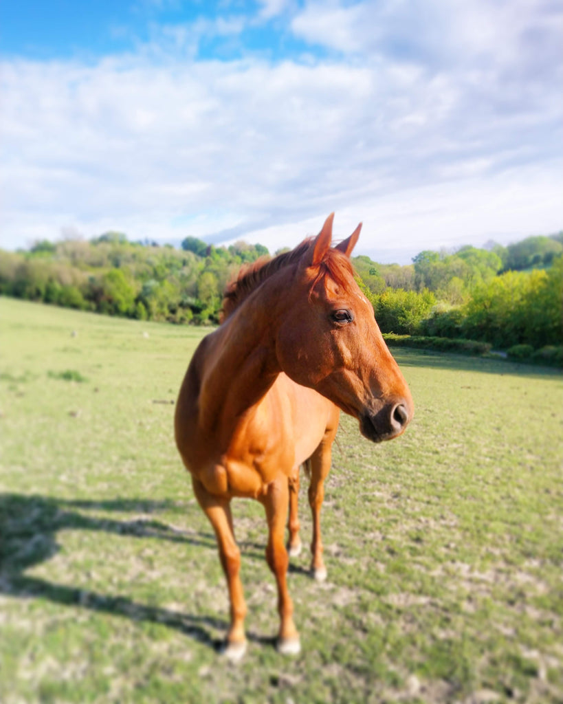 Do metal shoes cause horse's hoof abscess