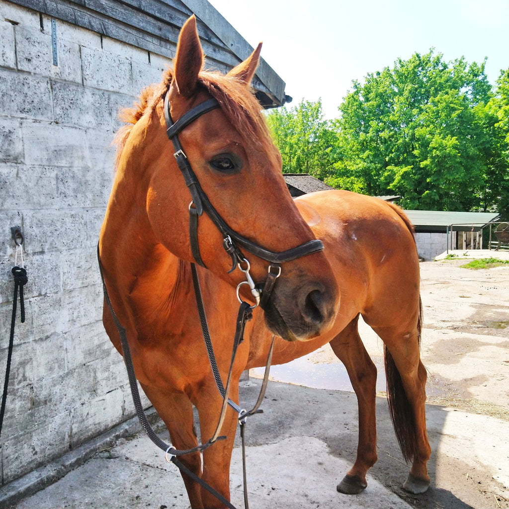 Are Shoes Causing Your Horse’s Abscess?