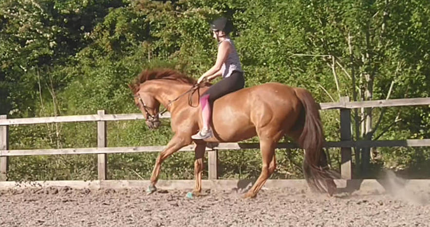 Les chaussures provoquent-elles un abcès chez le cheval ?