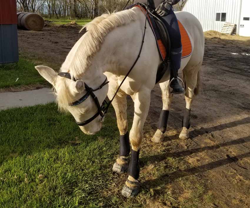 A cream coloured horse admiring their black Scoot Boots on their hooves before going on a trail ride