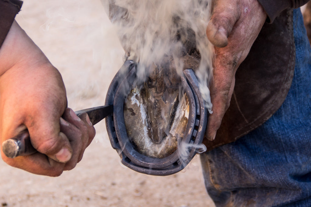 A farrier performing a hot shoe on a horse's hoof