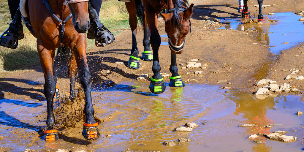 Un groupe de chevaux noirs et bruns éclaboussant des Scoot Boots orange, rouges et vertes dans de l'eau boueuse