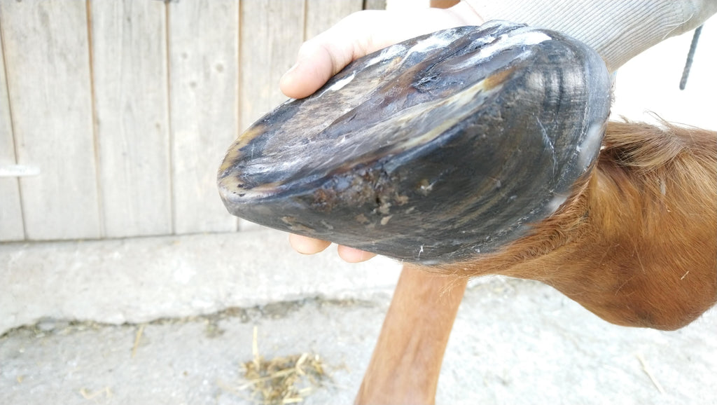 Comment la vie de votre cheval a-t-elle changé depuis qu'il est passé aux pieds nus ?