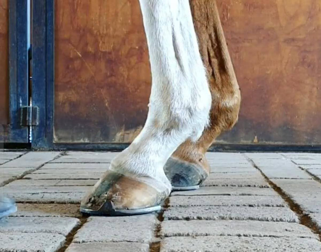 A white and chestnut horse wearing metal shoes standing on a concrete pavement