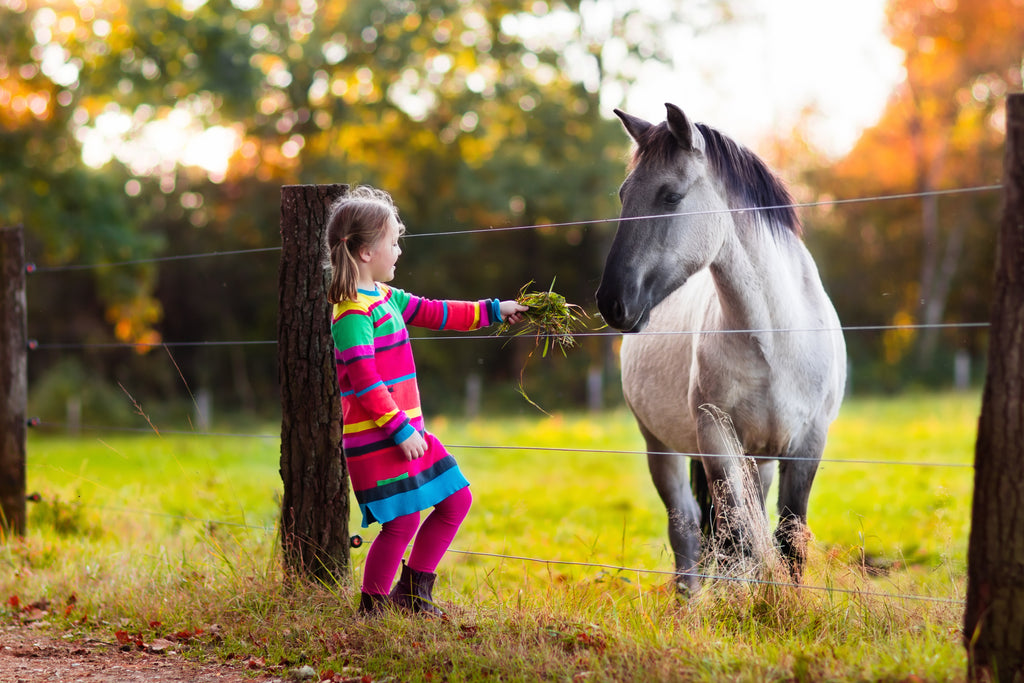 A young girl feeding a grey horse a handful of green grass