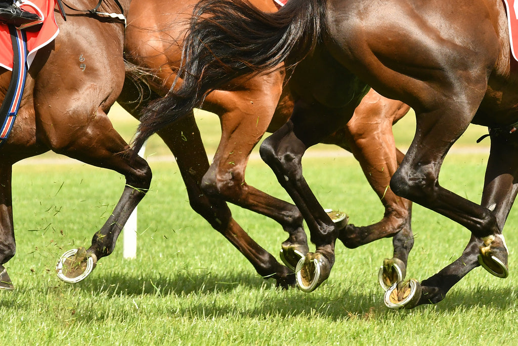 Race horses