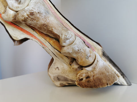 The internal structures of a horse's hoof