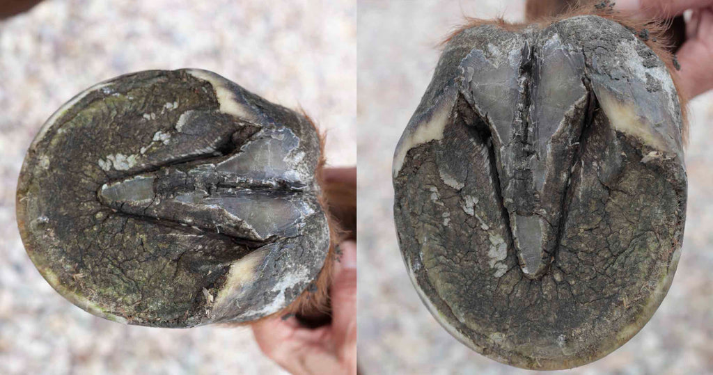 A perfect barefoot trim on a horse's hoof