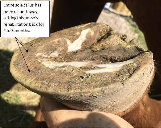 Caring About Horse Hoof Calluses…