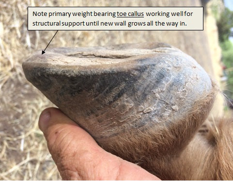 Caring About Horse Hoof Calluses…