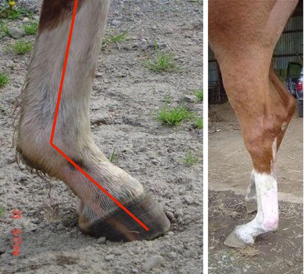 Exemples de chevaux atteints d'une maladie dégénérative du ligament suspenseur