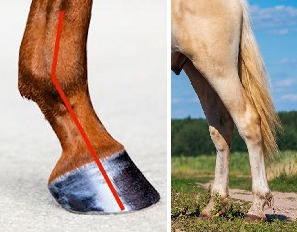 Healthy horse's lower limbs