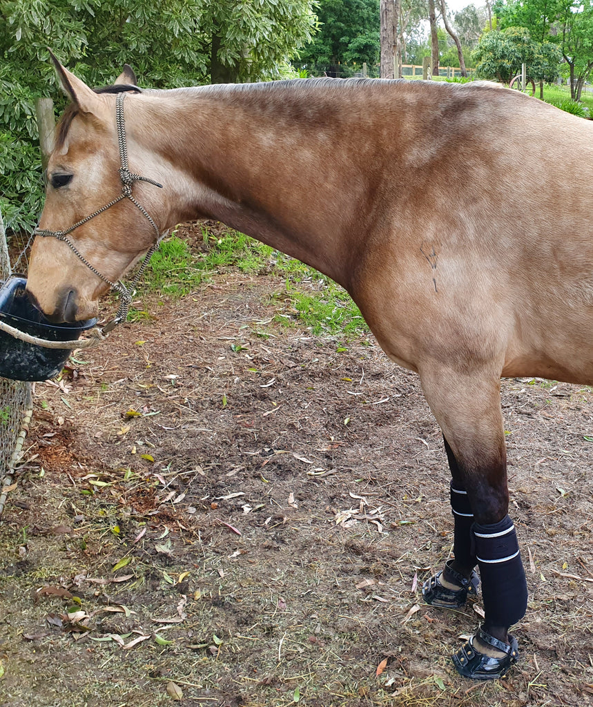 Do you Love the Natural Approach for Your Horse? Then the Barefoot Movement is for you!