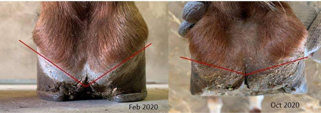 Does Your Horse Have Less Than Desirable Hooves? Barefoot Therapy May be the Answer!