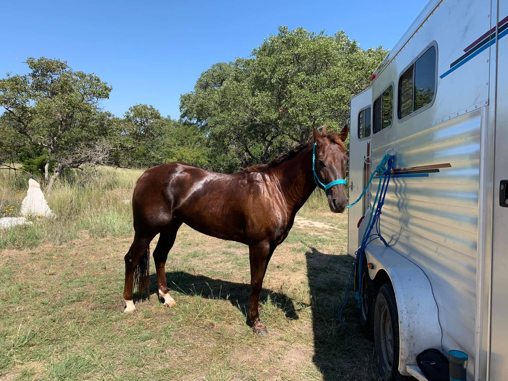 Does Your Horse Have Less Than Desirable Hooves? Barefoot Therapy May be the Answer!