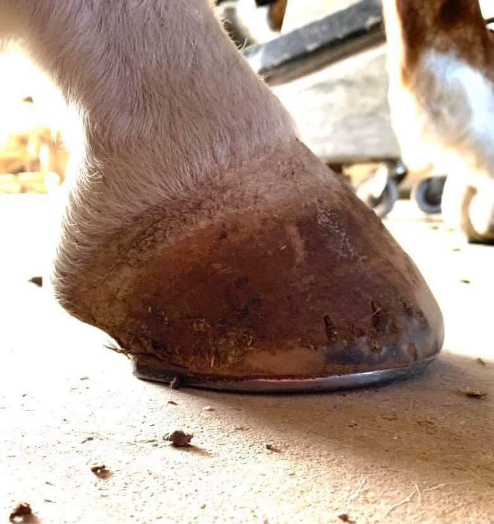 Does Your Horse Have Less Than Desirable Hooves? Barefoot Therapy May be the Answer!