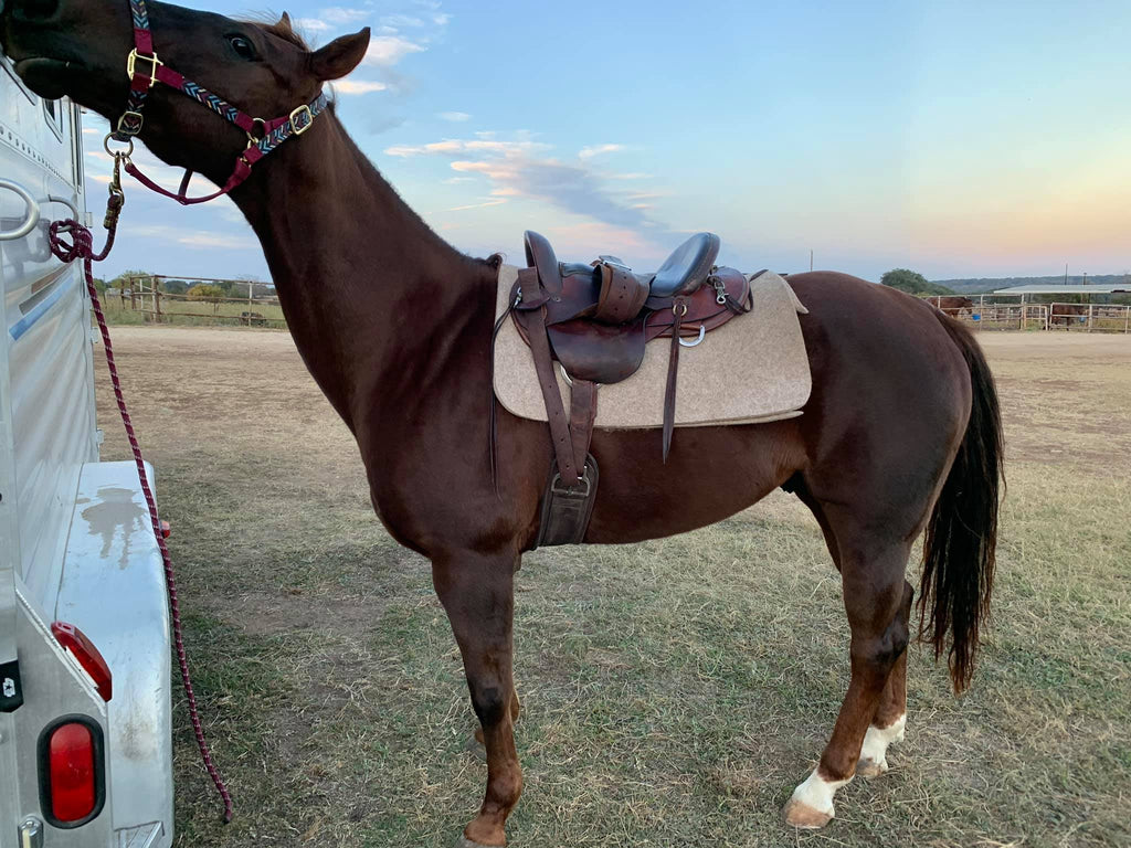 Does Your Horse Have Less Than Desirable Hooves? Barefoot Therapy May be the Answer!