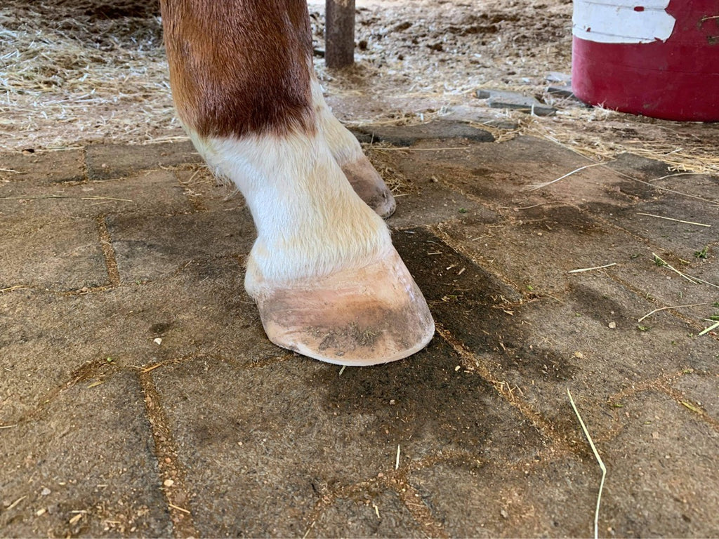 Does Your Horse Have Less Than Desirable Hooves? Barefoot Therapy May be the Answer!