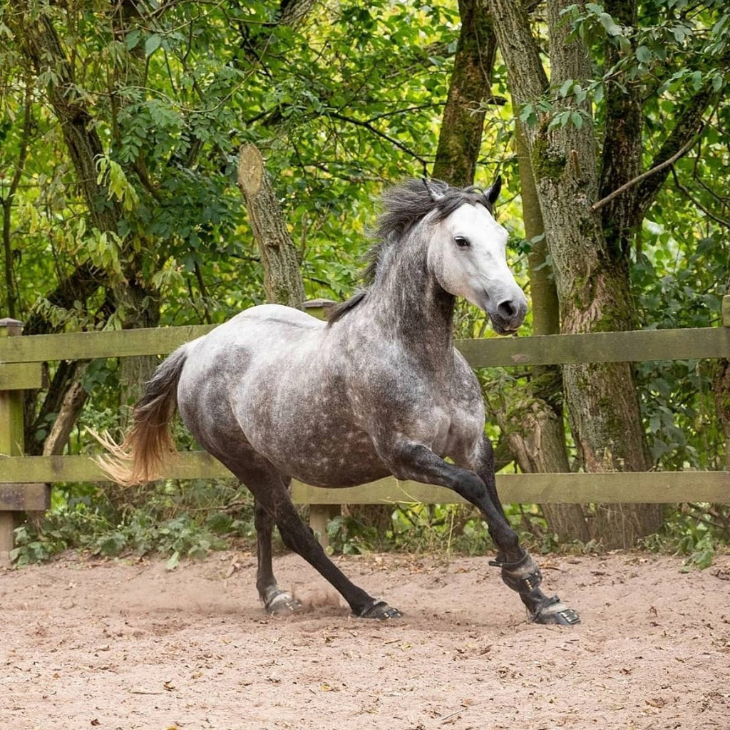 Grey horse wearing black Scoot Boots cantering in a sand arena with a green leafy background