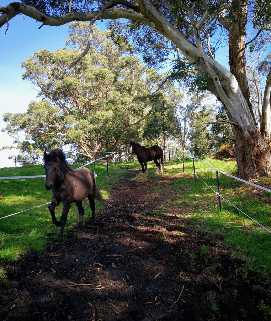 Horse paddock track system