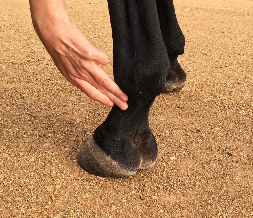 Early Signs of Laminitis and Effective Treatment