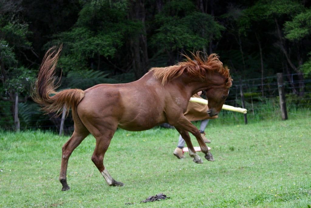 Happy horse playing scoot boots