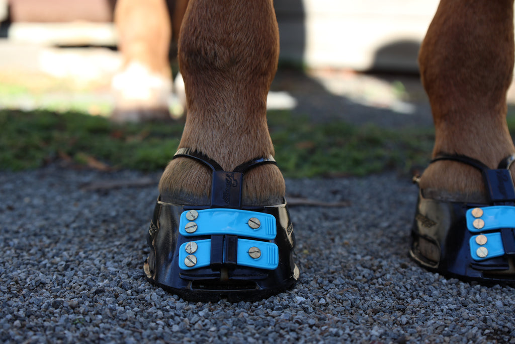 I Ride Dressage, can I use Hoof Boots?