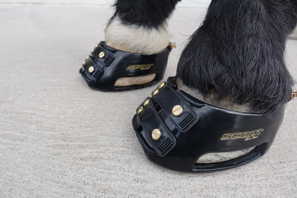 I Ride Dressage, can I use Hoof Boots?