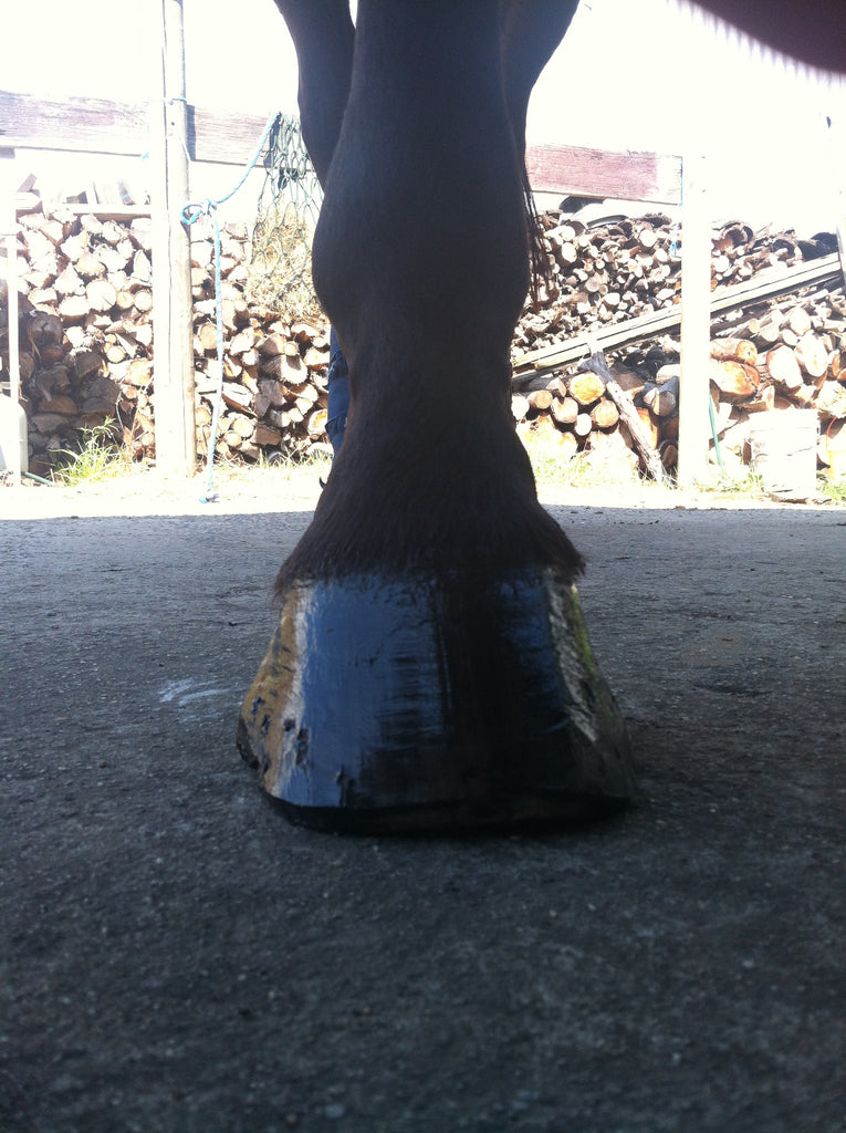 Is Your Horse Struggling With Thin Hoof Walls? Try Barefoot and Scooted!