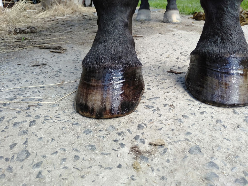 Votre cheval a-t-il des difficultés avec des parois de sabots minces ? Essayez pieds nus et scooter !