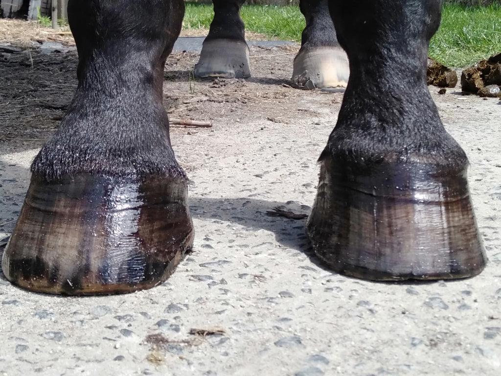 Is Your Horse Struggling With Thin Hoof Walls? Try Barefoot and Scooted!