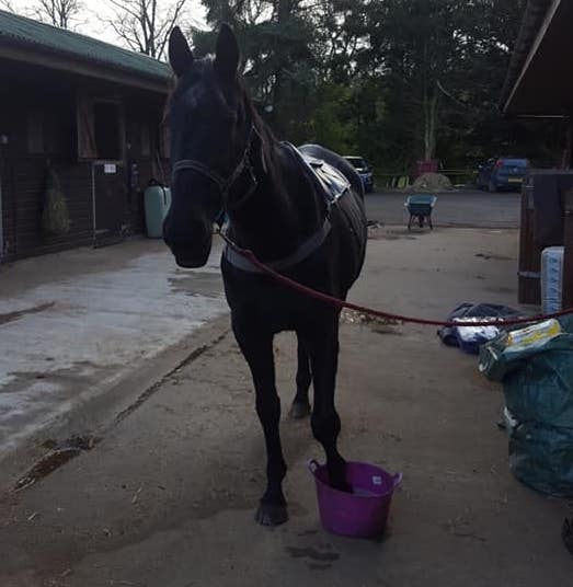 Is Your Horse Struggling with Cracks in Their Hooves? Barefoot may be the Answer!