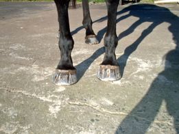 Votre cheval souffre-t-il de fissures dans les sabots ? Pieds nus peut être la réponse !